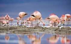 JamesFlamingos1920x12003-30-2011 5_16_01 PM Bing Desktop